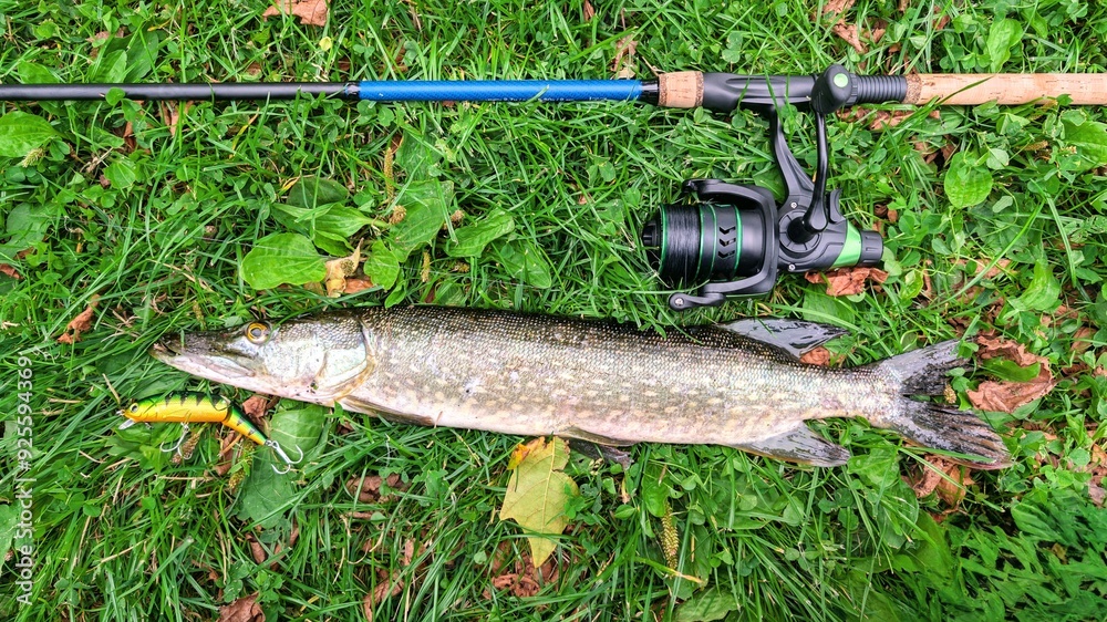 Fish pike caught on lure and fishing rod in Corrib river at Galway, Ireland, fishing, angling, spinning, sport, catch and release, animals and wildlife