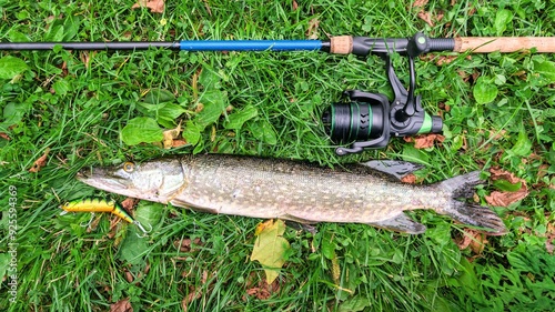 Obraz na płótnie Fish pike caught on lure and fishing rod in Corrib river at Galway, Ireland, fishing, angling, spinning, sport, catch and release, animals and wildlife w salonie