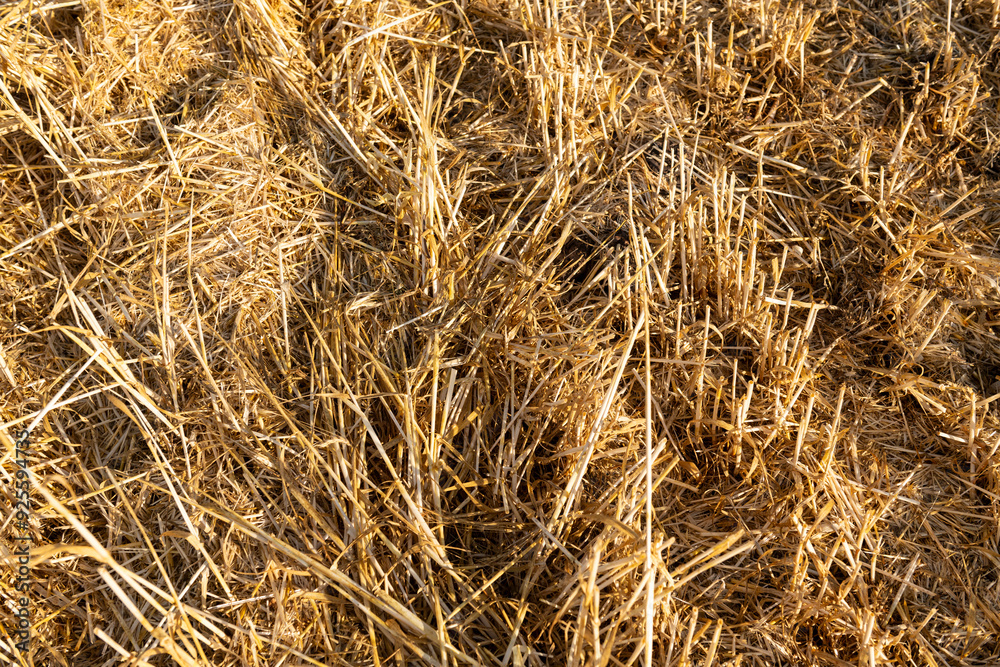 Close-up of straw and stubble remaining after the harvest of cereals such as wheat and rye, agricultural field after the harvest of plants. Close-up of straw and stubble remaining after the harvest of cereals such as wheat and rye, agricultural field after the harvest of plants.