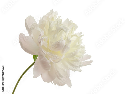 Fototapeta Naklejka Na Ścianę i Meble -  stem with leaves and flower of a tree-shaped maroon peony, isolate for clipping on a white background