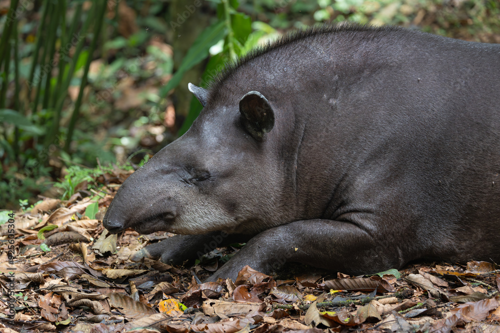 Resting amazonian tapir