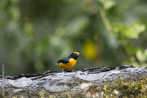 Perched orange bellied euphonia photo