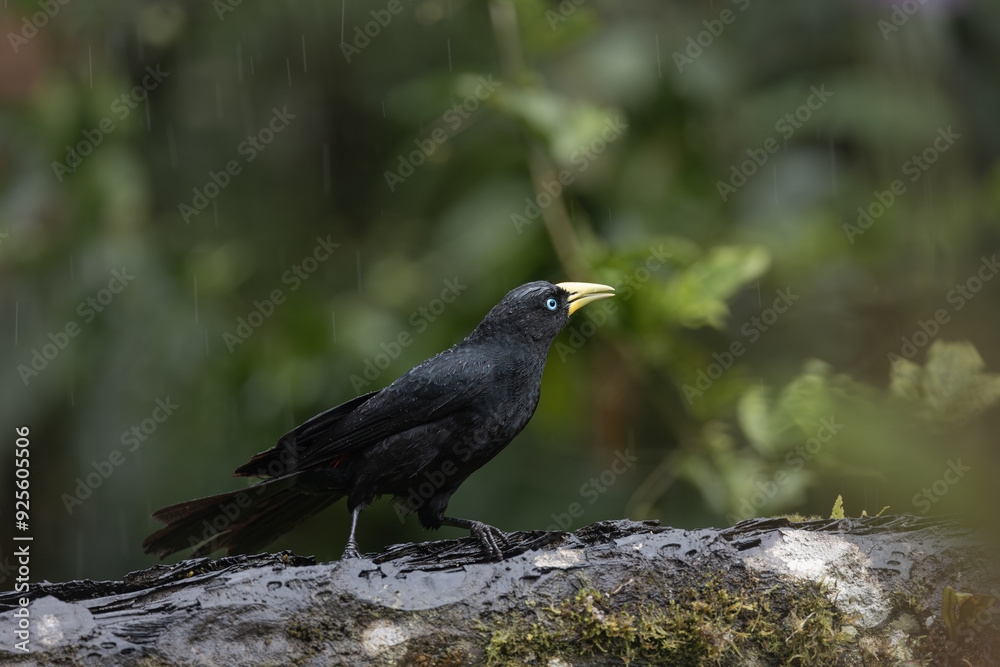 Perched Scarlet Rumped Cacique Perched Scarlet Rumped Cacique