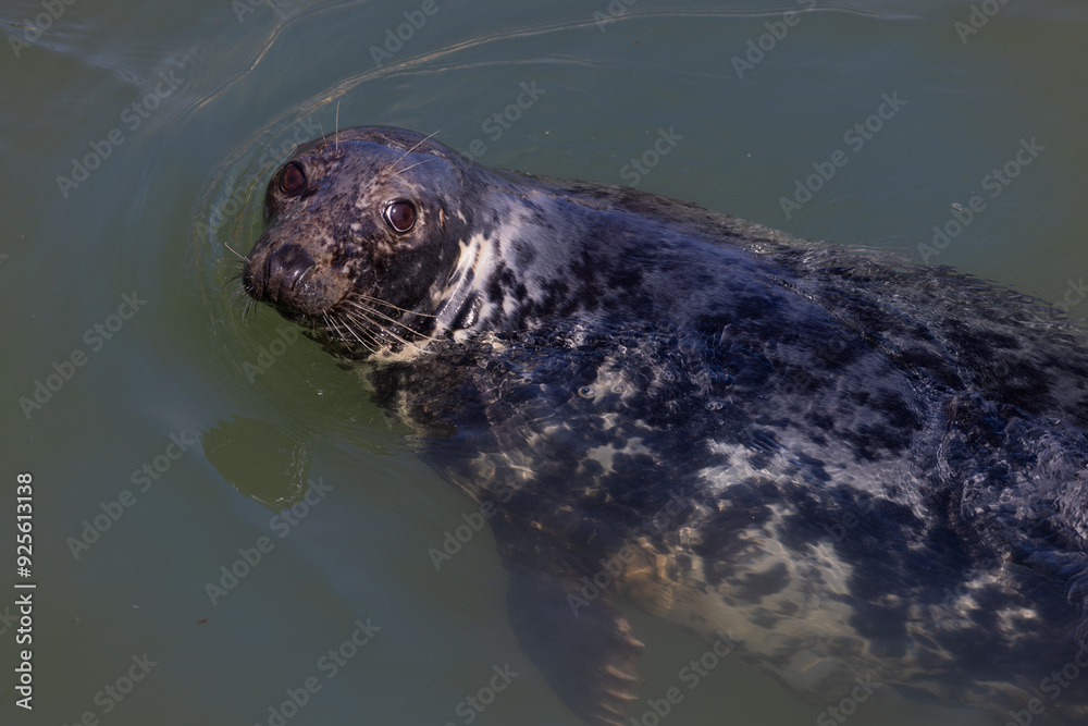 Fototapeta premium Harbour Seal at Pittenweem, East Neuk, Scotland