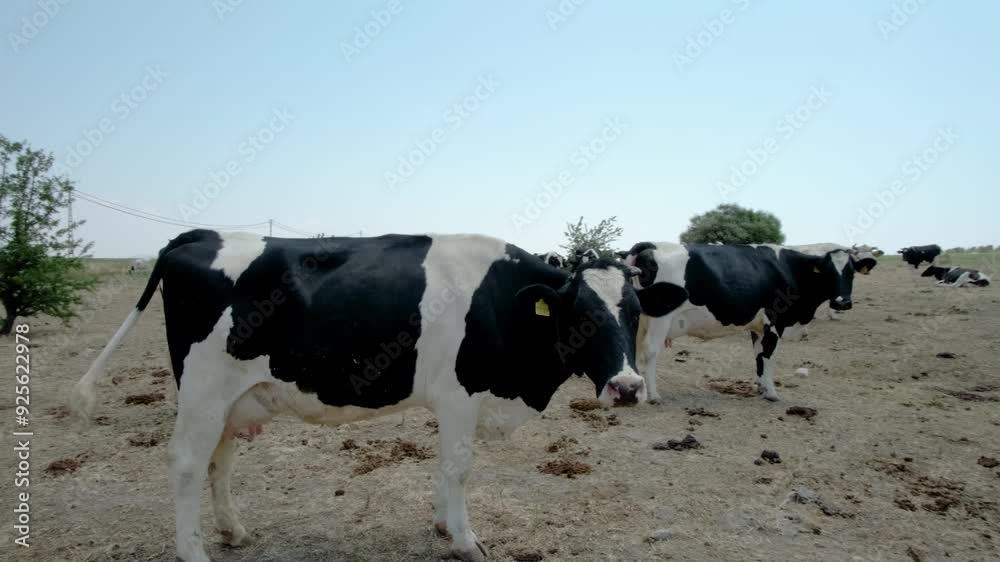 A herd of cows grazing and resting in a dry pasture on a clear sunny day, with a lone tree in the background. A herd of cows grazing and resting in a dry pasture on a clear sunny day, with a lone tree in the background.