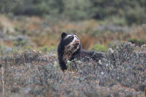 Female Spectacled Bear in the Páramo of Ecuador photo