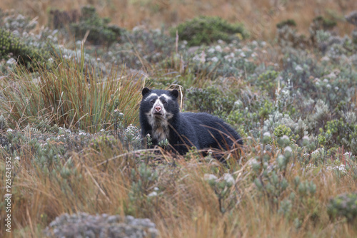 Female Spectacled Bear in the Páramo of Ecuador