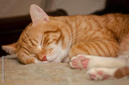 Orange tabby cat sleeping in Coden Alabama photo