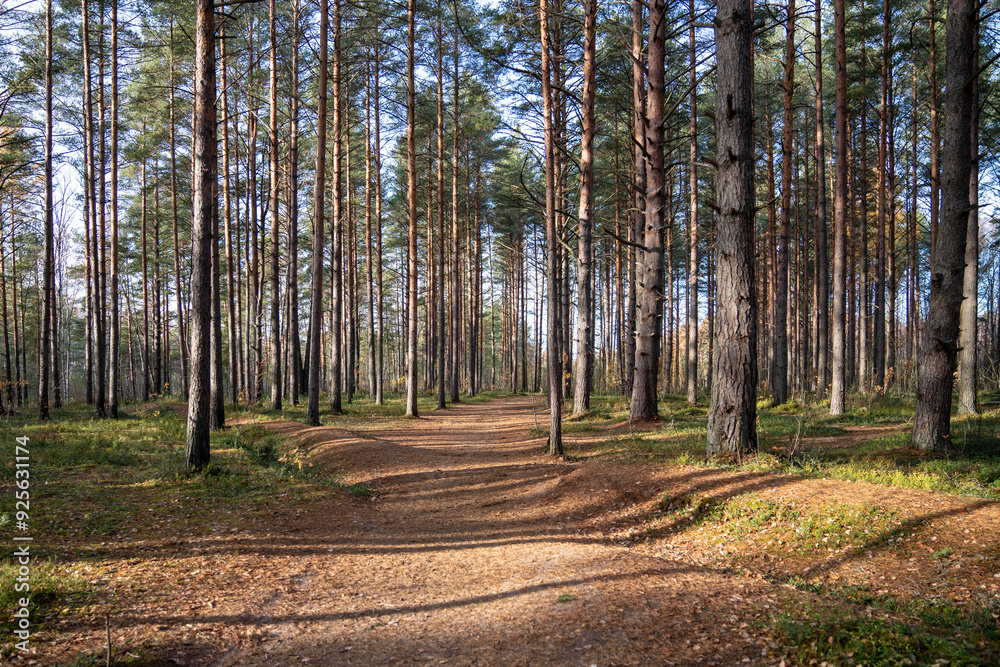 Autumn mixed forest with rows of pines standing tall among empty winding trails. Pines line paths in forest with fallen leaves. Start of autumn, ecotourism, environmental conservation, travelling