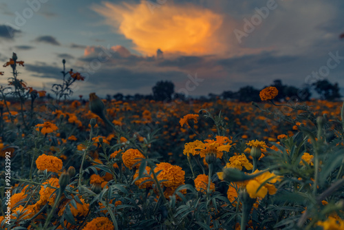 Golden Sunset among Marigold Flowers