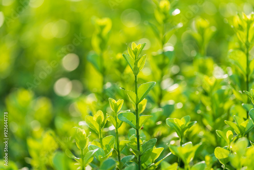 Euonymus japonica , boxwood hedge	