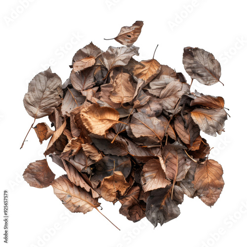 A Cluster of Dry, Brown Autumn Leaves photo