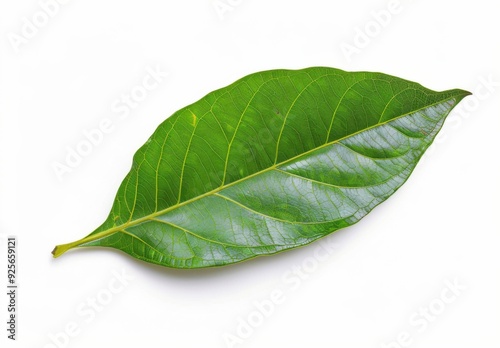 A detailed image of a single vibrant green leaf with visible veins against a white background.