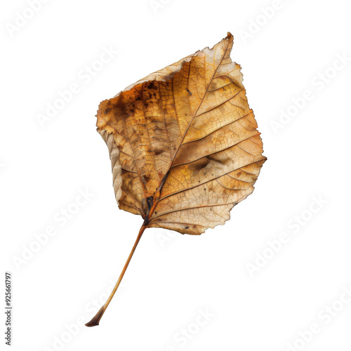 Obraz na płótnie A Single, Dried, Brown Leaf with Intricate Veining w salonie