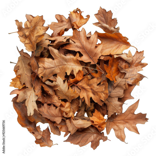 A Collection of Dried Oak Leaves photo