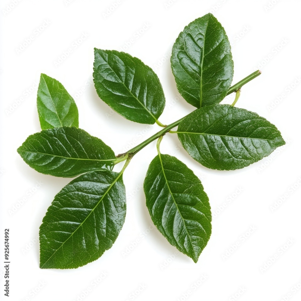 Obraz premium Close up of Fresh green branch of Salal (Gaultheria Shallon) or Lemon Leaf on an isolated white background