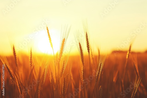 Ears of golden wheat over sunset sky. Close up beauty nature field background with sun flare. Ripening ears of meadow wheat field. Rich harvest. Beautiful summer or autumn nature backdrop