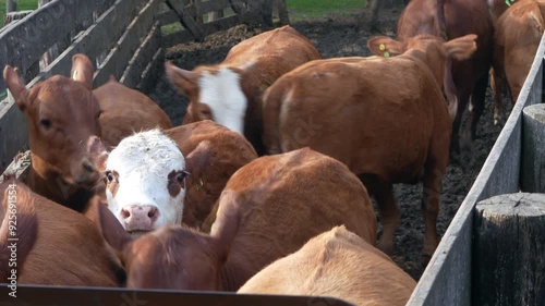 Group of cows photo