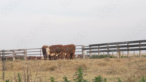 Group of cows photo