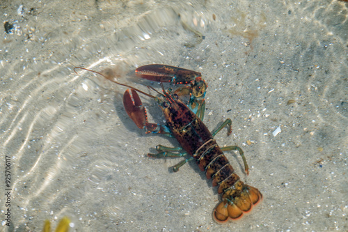 American Lobster (Homarus americanus) photo