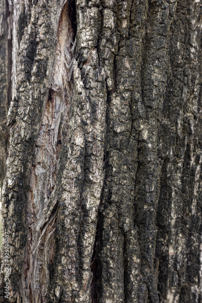 Exploring the Intricacies of Nature: A Close-Up on Tree Bark Revealing Layers of History, Textures, and Natural Beauty, Inviting Reflection and Connection to the Earth. Exploring the Intricacies of Nature: A Close-Up on Tree Bark Revealing Layers of History, Textures, and Natural Beauty, Inviting Reflection and Connection to the Earth.