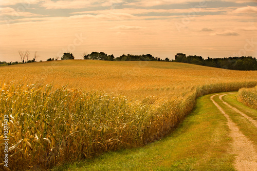Beautiful golden field at dusk on a summer day on a farm in northern Minnesota USA
