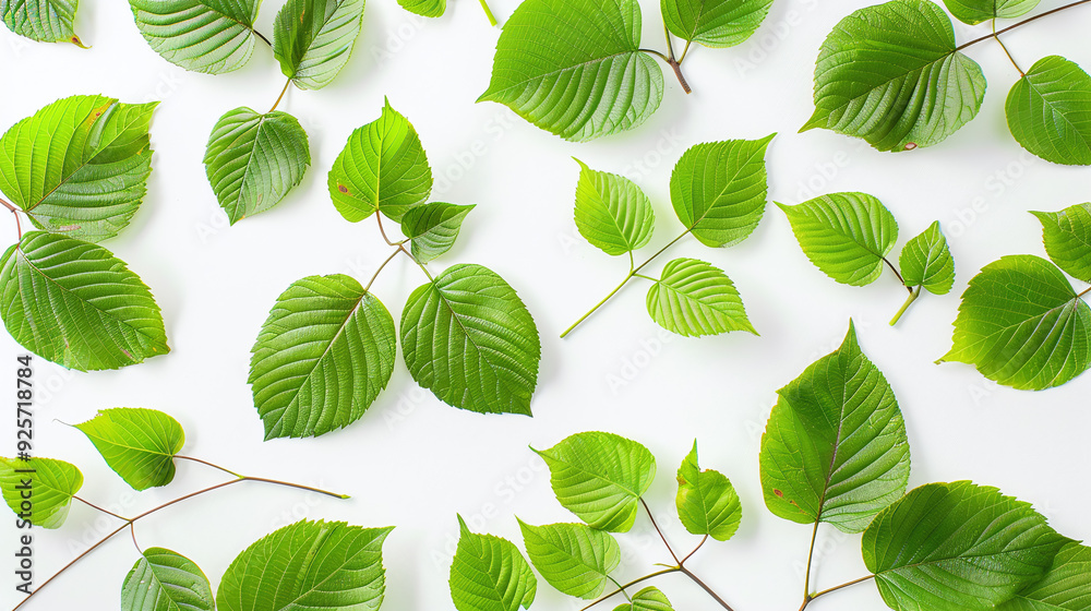 green leaves on white background green leaves on white background