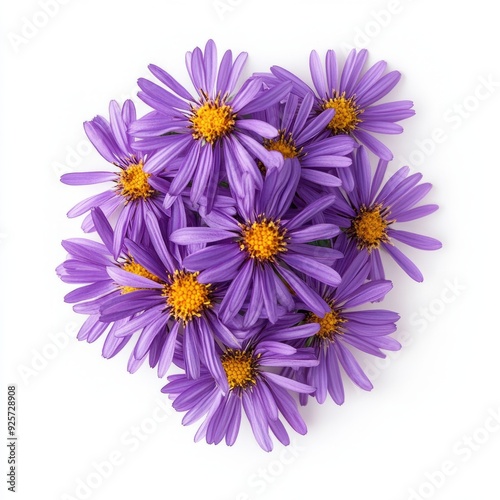 Close up of rurple aster flowers on an isolated white background photo