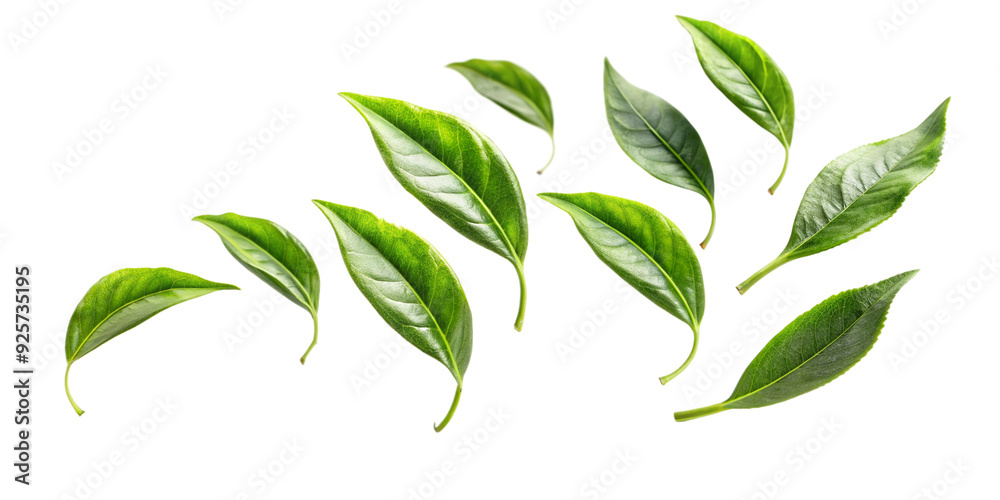 Graphic of Leaf – Cut Out on Transparent Background Graphic of Leaf – Cut Out on Transparent Background