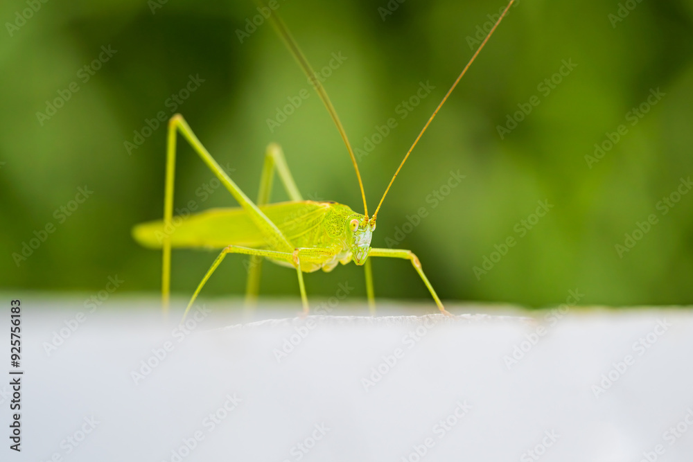 Fototapeta premium ツユムシ