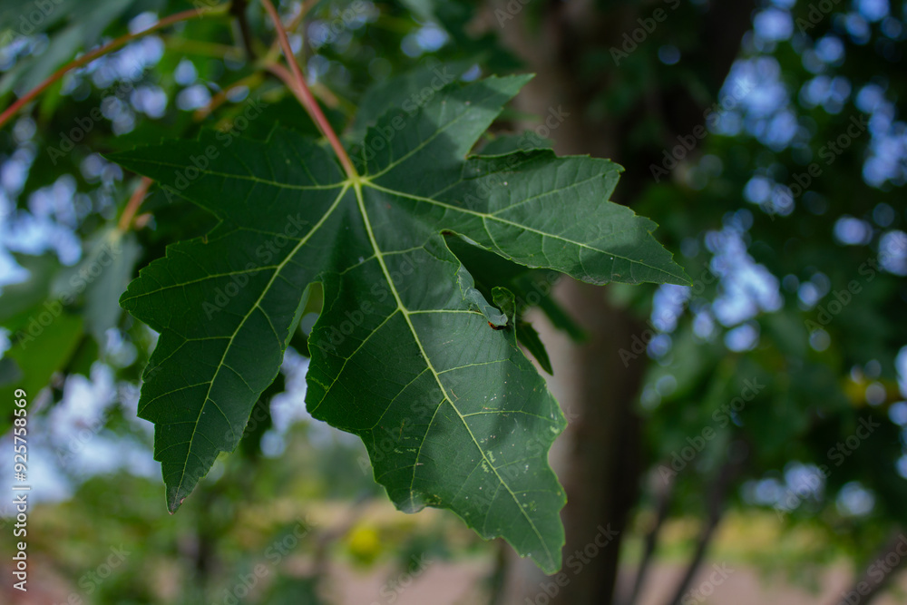 Les feuilles d'érable dans toute leur splendeur Les feuilles d'érable dans toute leur splendeur