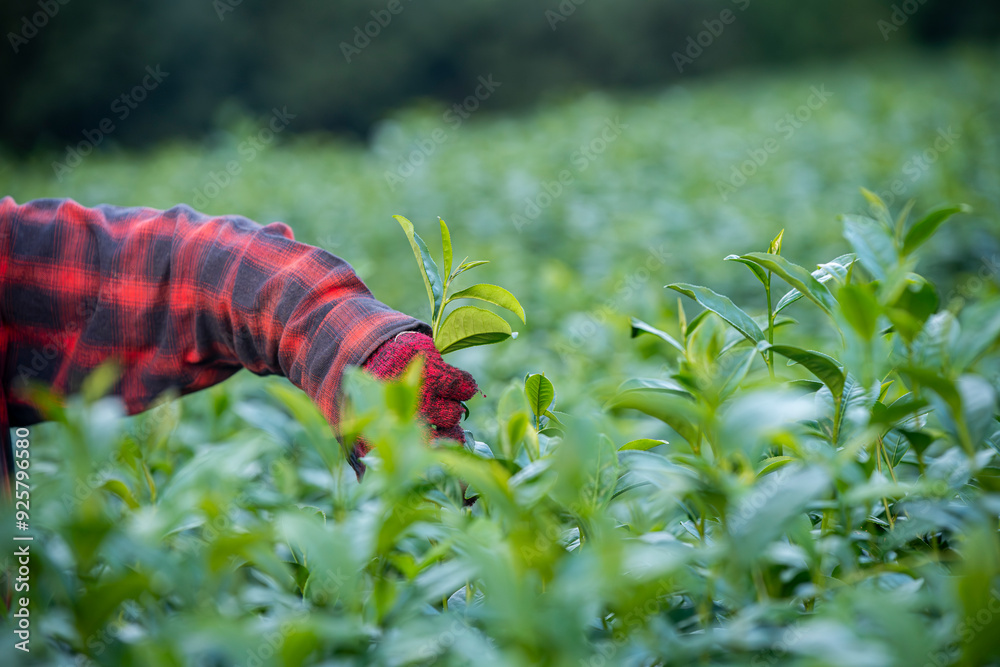 Tea Garden Farmers Or Worker Wearing Dresser Work Picking Green Tea
