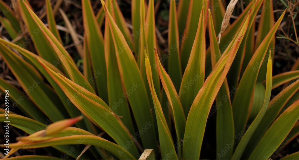 close up of grass close up of grass