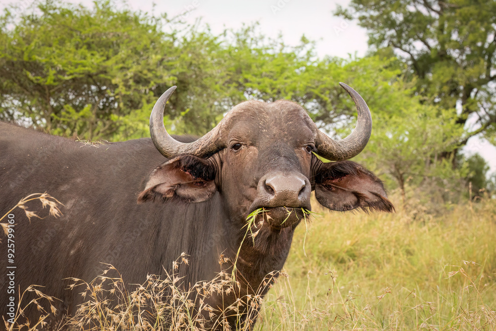An African buffalo cow with a mouthful of grass stares intently at the photographer as it chews and stands in its grass and thornbush environment in the Kruger National Park in South Africa. An African buffalo cow with a mouthful of grass stares intently at the photographer as it chews and stands in its grass and thornbush environment in the Kruger National Park in South Africa.