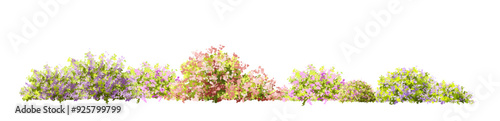  Vector watercolor blooming flower tree or forest side view isolated on white background for landscape and architecture drawing,elements for environment or and garden,green tree for garden section 