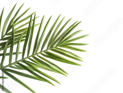 Palm Leaf Branch Isolated on White Background