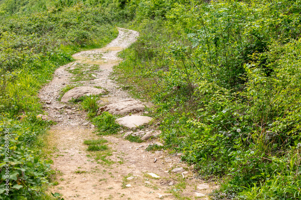 Dirt road in the forest in nature in summer Dirt road in the forest in nature in summer