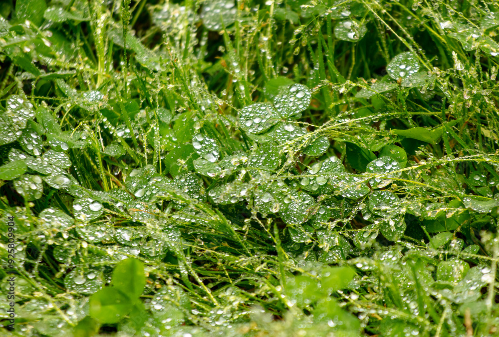 Water drops on green grass after rain Water drops on green grass after rain