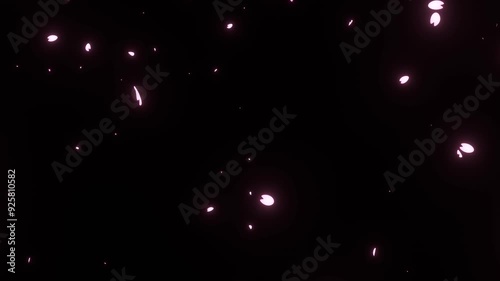 cherry blossom petal leaves falling, floating in the air, black background video