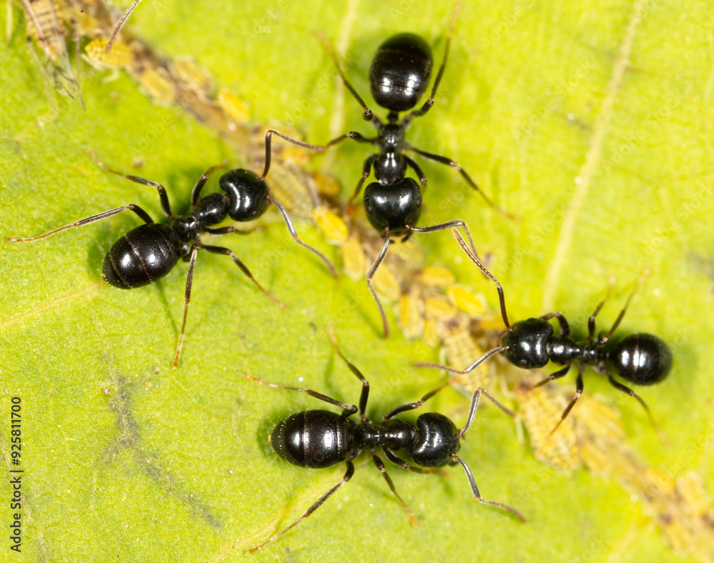 Ants collect aphids on a tree leaf. Macro Ants collect aphids on a tree leaf. Macro