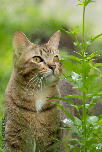 A photograph of a tiger striped cat standing amidst green grass. Its golden yellow eyes stared intently ahead. The tiger's fur is golden brown and white, contrasting beautifully. His face expressed cu