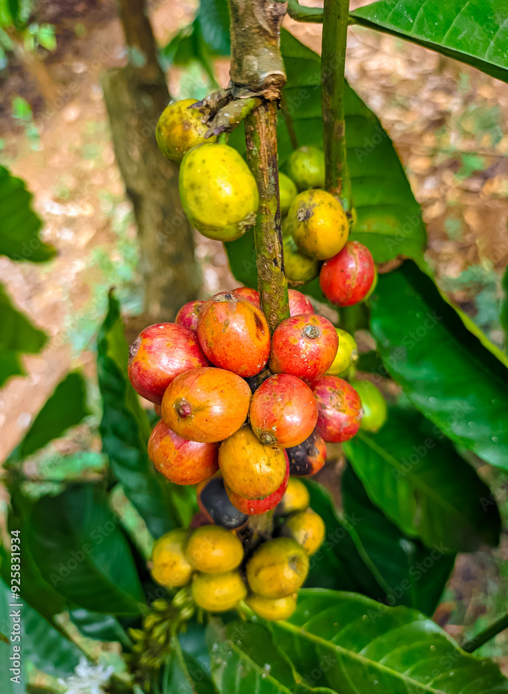 Half-ripe coffee (Coffea canephora) berries are not ready to be harvested Half-ripe coffee (Coffea canephora) berries are not ready to be harvested
