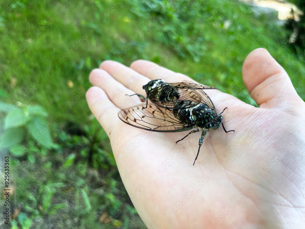 Obraz premium Japanese cicada mimizami on the hand