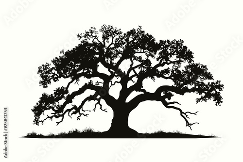 Shumard tree silhouette vector illustration photo