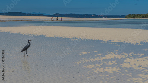 A beautiful black heron walks in shallow water at low tide. Elegantly curved neck, long legs, sharp beak. Side view. A shadow on the water. There are tiny silhouettes of people on the sandy beach  photo