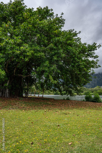 Ficus elastica, the rubber fig, rubber bush, rubber tree, rubber plant, or Indian rubber bush, Indian rubber tree,, Kahaluu, Honolulu, Oahu, Hawaii photo