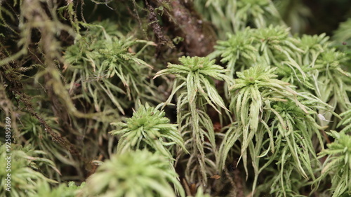 Peat mosses photographed in the Hoh Rainforest.