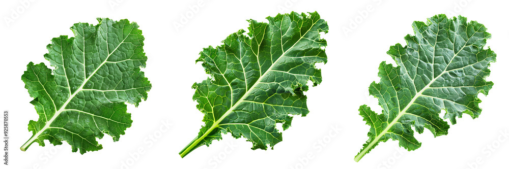Close-up snapshot of a fresh green kale leaf, isolated on a white background for clipping Close-up snapshot of a fresh green kale leaf, isolated on a white background for clipping