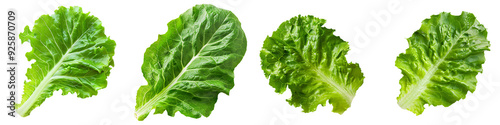 Close-up snapshot of a fresh green lettuce leaf, isolated on a white background for clipping photo