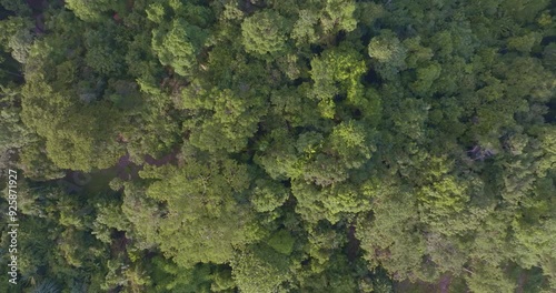 Wallpaper Mural Aerial view tropical rainforest tree plant pattern on mountaib movement video nature scene Torontodigital.ca